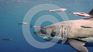 Close-up of a great white shark underwater Guadeloupe.