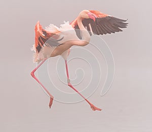 A close-up of a Greater Flamingo in flight photo