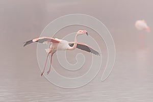 A close-up of a Greater Flamingo in flight photo