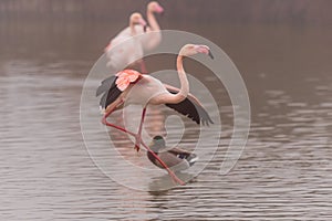 A close-up of a Greater Flamingo in flight/ landing photo