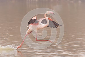 A close-up of a Greater Flamingo in flight/ landing photo