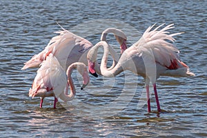 Close up of Greater Flamingos Phoenicopterus roseus in the Camargue, Bouches du Rhone, France