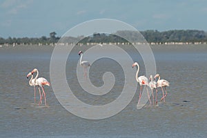 Close up of Greater Flamingos Phoenicopterus roseus in the Camargue, Bouches du Rhone South of France