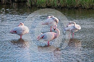 Close up of Greater Flamingos Phoenicopterus roseus in the Camargue, Bouches du Rhone South of France