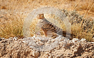 Close up Greater Kestrel, Falco rupicoloides, african  bird of prey feeding on a small bird. White-eyed kestrel on the ground with