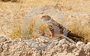 Close up Greater Kestrel, Falco rupicoloides, african  bird of prey feeding on a small bird. White-eyed kestrel on the ground with