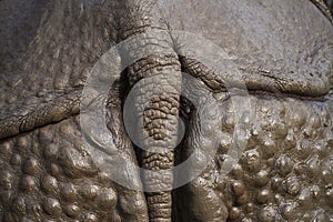 Close up on greater one-horned rhinoceross skin