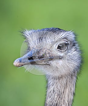 close up of a Greater Rhea