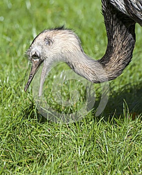Close up of a Greater Rhea