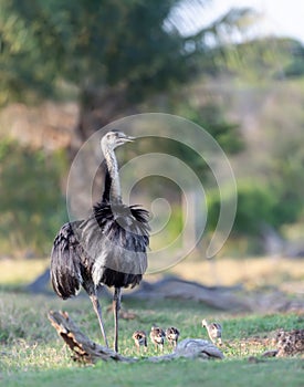 Close up of a greater rhea with chicks in grass
