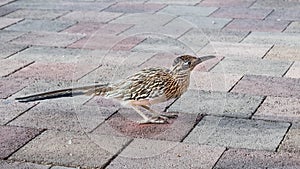 Close up of Greater Roadrunner Geococcyx californianus on a sidewalk, Palm Desert, California photo