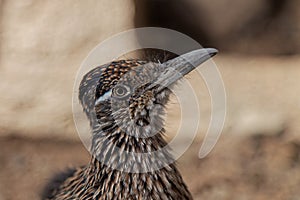 Close-up of a Greater Roadrunner Geococcyx californianus in Southern Arizona photo