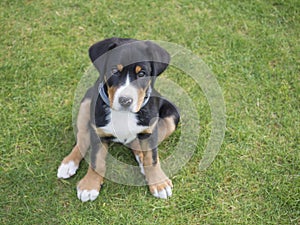 Close up greater swiss mountain dog puppy portrait sitting in th