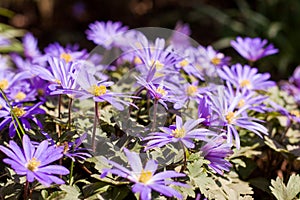 Close up of a grecian wildflower