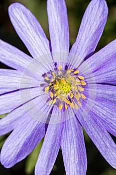 Close up of a grecian wildflower