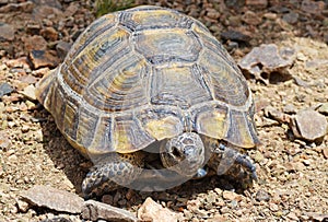 The Greek tortoise , Testudo graeca ibera