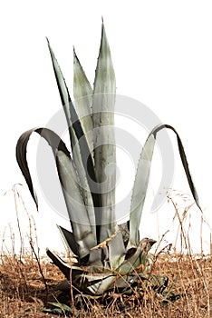 Close-up of a green agave. The plant grows on arid, dry soil in front of a white background and is isolated