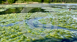 Close Up of Green Algae Blooming on a Calm River Surface