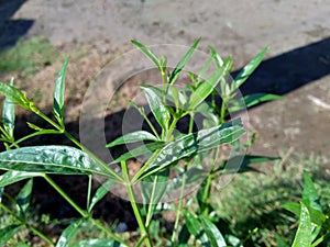 Close up green Andrographis paniculata creat, sambiloto, green chireta in the nature.  It is an annual herbaceous plant in the f