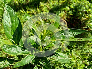 Close up green Andrographis paniculata creat, sambiloto, green chireta in the nature.  It is an annual herbaceous plant in the f