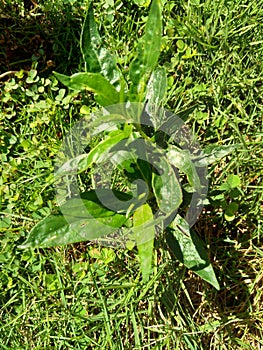 Close up green Andrographis paniculata creat, sambiloto, green chireta in the nature.  It is an annual herbaceous plant in the f