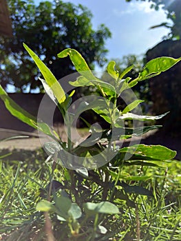 Close up green Andrographis paniculata creat, sambiloto, green chireta in the nature.  It is an annual herbaceous plant in the f