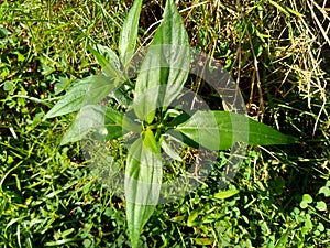 Close up green Andrographis paniculata creat, sambiloto, green chireta in the nature.  It is an annual herbaceous plant in the f