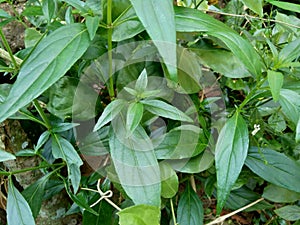 Close up green Andrographis paniculata creat, sambiloto, green chireta in the nature.  It is an annual herbaceous plant in the f