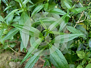 Close up green Andrographis paniculata creat, sambiloto, green chireta in the nature.  It is an annual herbaceous plant in the f