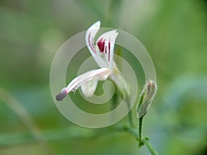 Close up green Andrographis paniculata creat, sambiloto, green chireta in the nature. It is an annual herbaceous plant in the fa