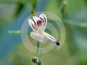 Close up green Andrographis paniculata creat, sambiloto, green chireta in the nature. It is an annual herbaceous plant in the fa