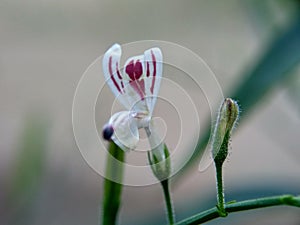 Close up green Andrographis paniculata creat, sambiloto, green chireta in the nature. It is an annual herbaceous plant in the fa