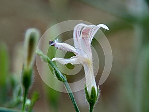 Close up green Andrographis paniculata creat, sambiloto, green chireta in the nature. It is an annual herbaceous plant in the fa