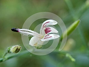 Close up green Andrographis paniculata creat, sambiloto, green chireta in the nature. It is an annual herbaceous plant in the fa