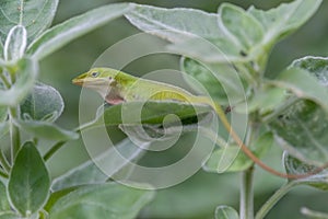 Close up of a green anole with its dewlap, a skin patch on the throat, partially visible