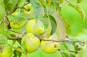 Close-up of green apple branch as eco farming