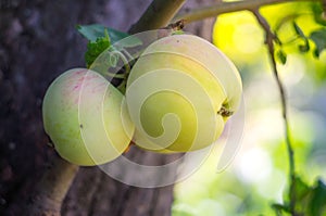 close up green apple grow on tree