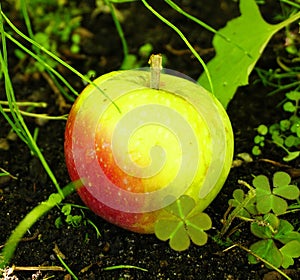 Green apple with red side on the grass ground. photo