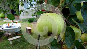 close-up green apple on a tree