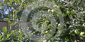 Close-up of green apples on a tree