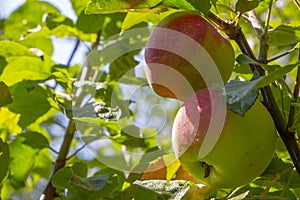 Close-up of green apples on a tree