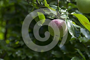 Close-up of green apples on a tree