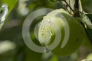 Close-up of green apples on a tree
