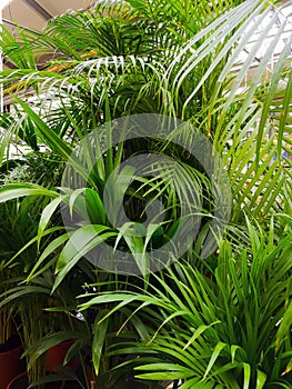 Close up of green areca palm plant, indoor palm tree. Howea forsteriana, Arecaceae, Palmae. Fresh green tropical palm leaves