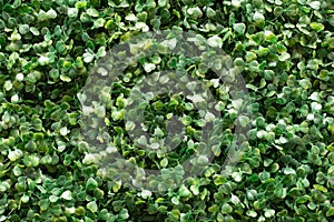 Close up of  green artificial plants on the wall. For decorative concept. Gardening concept