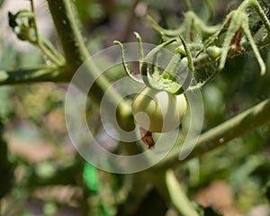 Close up of a green baby tomato growing