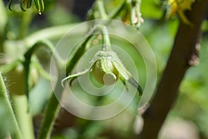 Close up of a green baby tomato growing