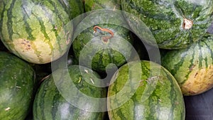 close-up green background of pile of watermelons