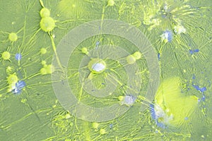 Green bacteria colony forming bubbles on contaminated sewage water photo