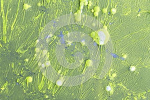 Green bacteria colony forming bubbles on contaminated sewage water photo